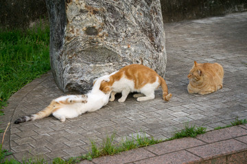 小猫 打闹