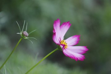 盛开的格桑花