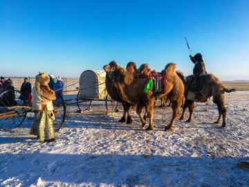 冬季草原骆驼蒙古族