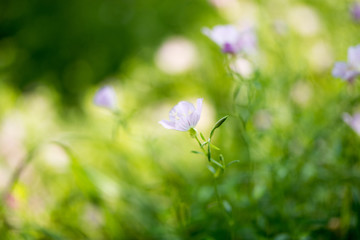 小花散景