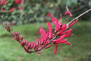 象牙红 龙牙花