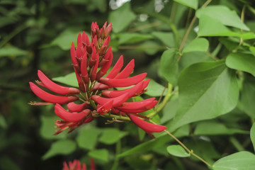 龙牙花 象牙红