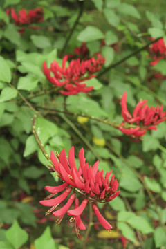 龙牙花 象牙红