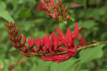 龙牙花 象牙红