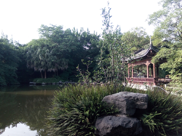 竹叶青生态茗园风景