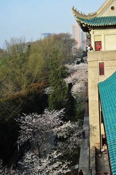 武汉大学樱花季