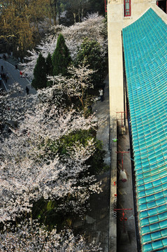 武汉大学樱花季