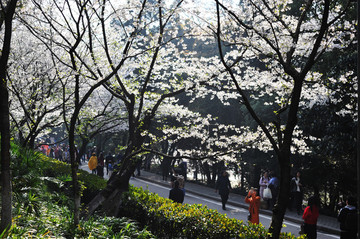 武汉大学樱花季