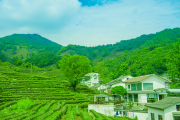 茶场 生态茶园