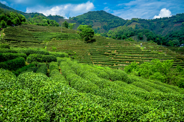 龙井茶园 生态茶园 茶场