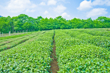 龙井茶园 生态茶园 茶场