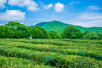 龙井茶园 生态茶园 茶场