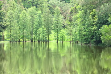 阳光水杉林