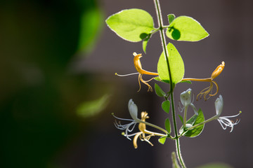 金银花