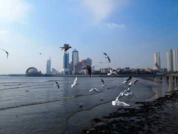 青岛市 海滨风光 海鸥