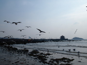 青岛市 海滨风光 海鸥