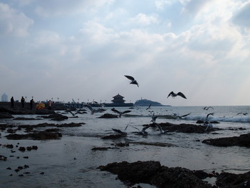 青岛市 海滨风光 海鸥