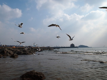 青岛市 海滨风光 海鸥