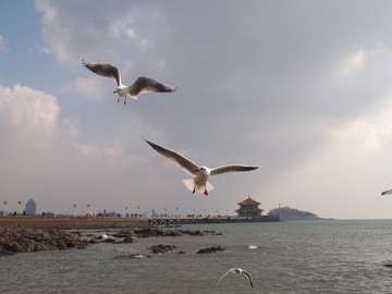 青岛市 海滨风光 海鸥