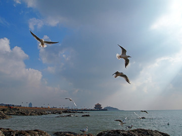 青岛市 海滨风光 海鸥