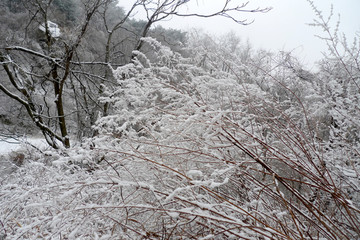 青岛市 城阳 三标山 雪景雾凇