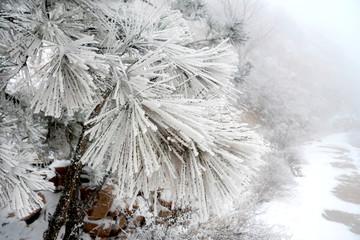 青岛市 城阳 三标山 雪景雾凇