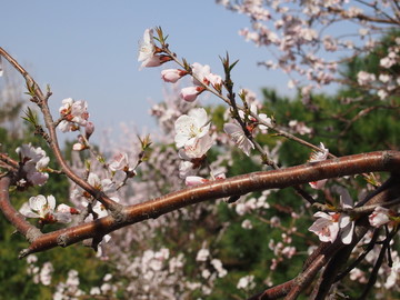 北京市 颐和园 樱花