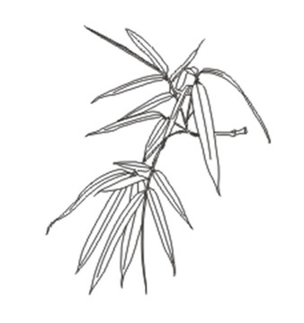 竹子竹叶线条图