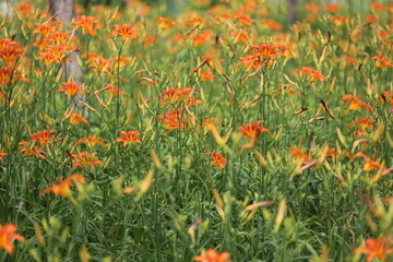 黄花菜