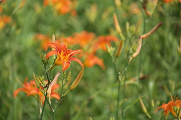 黄花菜