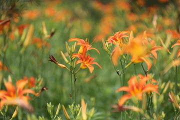 黄花菜