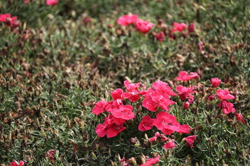 花卉绿植墙