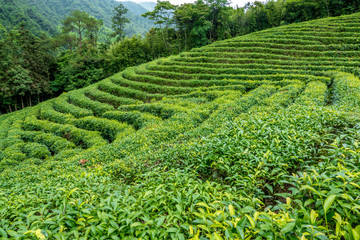 高山茶园