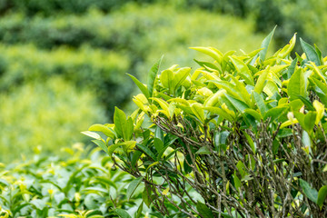 茶芽