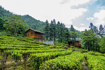 高山茶园