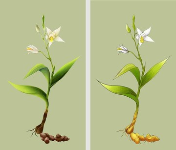 白芨手繪插畫