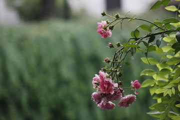 粉色的月季花