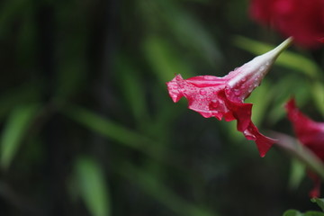 雨后的喇叭花