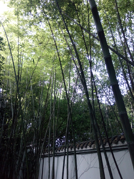 竹叶青生态茗园风景