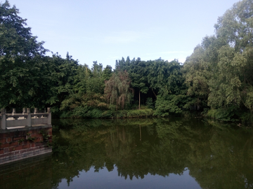 峨眉山竹叶青生态茗园风景