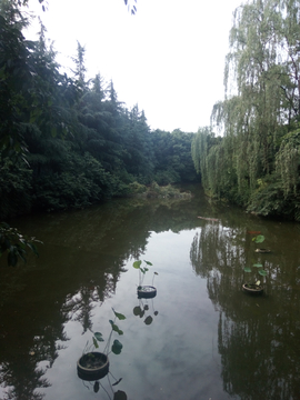 竹叶青生态茗园风景