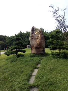 竹叶青生态茗园风景