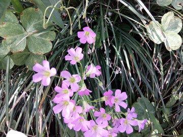 红花酢浆草