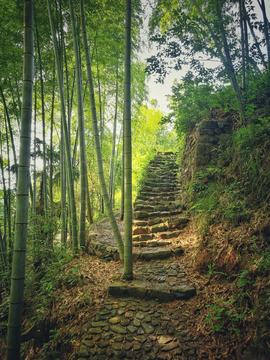 竹林山路