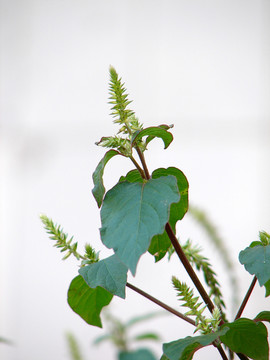 苋科药用植物牛膝