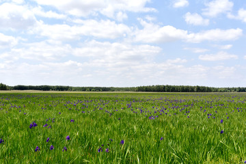 草原鸢尾花