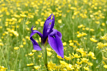 马兰花