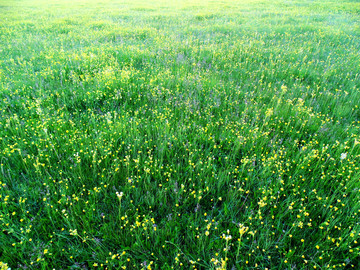 草原黄花