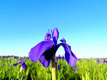 马兰花