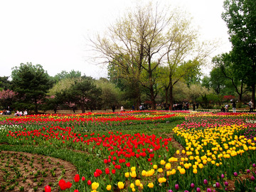 春季的 北京植物园